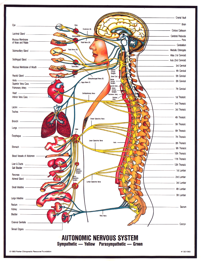 columna vertebral y quiropractica